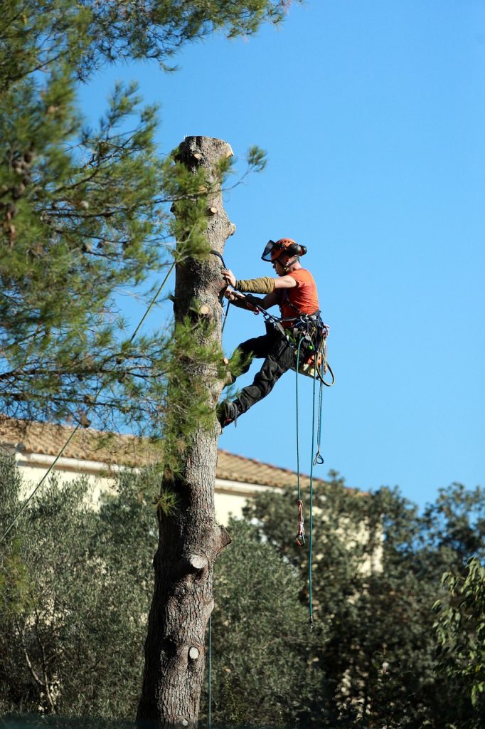 Élagueur Buron Élagueur Buron - Homme accroché à un arbre qui l'élague